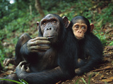 Chimpanzee (Pan Troglodytes) Adult Female with Orphan Baby She Has Adopted  Gabon
