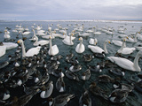 Whooper Swan (Cygnus Cygnus) and Northern Pintail (Anas Acuta) Odaito  Hokkaido  Japan