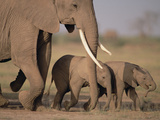 African Elephant (Loxodonta Africana) and Calves  Amboseli National Park  Kenya