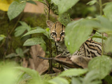 Ocelot (Felis Pardalis) Peeking Through Leaves in the Amazon Rainforest  Ecuador