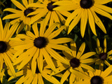Close Up of a Cluster of Black-Eyed Susan Flowers  Rudbeckia Species