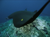 A Manta Ray and Golden Trevally Swimming over a Hard Coral Reef