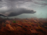A Fur Seal Swims over a Bed of Kelp