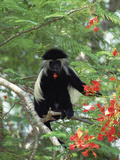 Angolan Colobus or Angolan Black and White Colobus (Colobus Angolensis)  Kenya