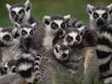 Ring-Tailed Lemur (Lemur Catta) Group  Washington Park Zoo  Portland  Oregon