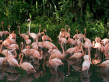 Greater Flamingo (Phoenicopterus Ruber) Flock Wading in Shallow Water