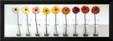 Gerbera Spectrum