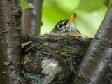 An American Robin in it's Nest in a Cherry Tree