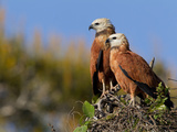 Black-Collared Hawk  Busarellus Nigricollis  in their Nest
