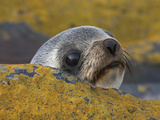 A Southern Fur Seal Pup