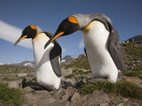 A Pair of Courting King Penguins