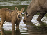 Moose (Alces Americanus) Mother and Calf  Chena River  Alaska