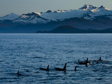 A Pod of Killer Whales Swims in a Mountain-Lined Strait
