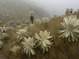Paramo Flower (Espeletia Pycnophylla) Being Photographed by a Tourist  Ecuador