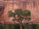 A Cottonwood Tree with a Touch of Autumn Color under a Sandstone Wall