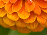 Extreme Close-Up of an Orange Zinnia Flower