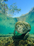 Captive Rehabilitated Florida Manatee in Clear Water