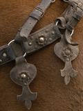 Detail of Ornate Leather Horse Tack on a Horse in the Andes Mountains  Ecuador