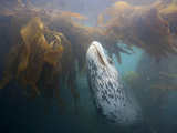 A Leopard Seal Swims in a Bed of Kelp