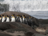 King Penguins Run the Gauntlet of Testy Elephant Seals