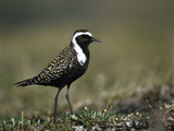 American Golden Plover (Pluvialis Dominica)  Alaska