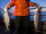 Driftnet Fishing for Sockeye Salmon Along the Nushagak River