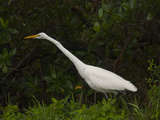 An Egret Foraging Along the Shore