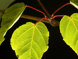 Tree Branch with Leaves Bearing Bright Red Stems