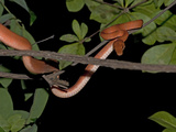 An Amazon Tree Boa  Corallus Hortulanus  Among the Branches of a Tree