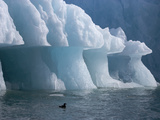 A Kittiwake under an Iceberg with an Overhang Formed by Wave Action