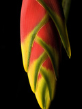 Lobster Claw or False-Bird-Of-Paradise  Heliconia Rostrata  Flower