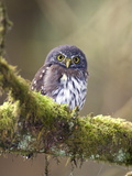 Northern Pygmy-Owl  Glaucidium Gnoma  in the Rainforest