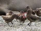 Brown Skuas Fight over the Placenta of a Southern Elephant Seal Pup