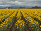 A Field of Yellow Daffodils in Spring  North of Seattle