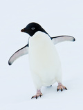 An Adelie Penguin Walks on the Snow