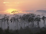 River Edge at Dawn  Lower Urubamba River  Amazon  Peru