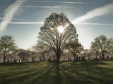Cherry Blossoms at the Tidal Basin in Washington DC
