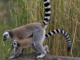A Pair of Ring-Tailed Lemurs  Lemur Catta