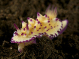 A Colorful Nudibranch Crawling over a Rock