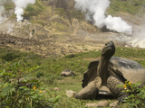 Volcan Alcedo Giant Tortoise (Geochelone Nigra Vandenburghi) and Steam Vent  Galapagos