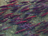 Sockeye Salmon Swim Up Moraine Creek