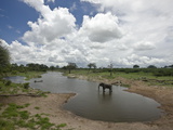 African Elephant  Loxodonta Africana  Standing in Water
