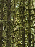 Moss Covered Trees  Hoh Rainforest  Olympic National Park  Washington