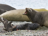 Brown Skua Snatching the Placenta of Southern Elephant Seal Pup
