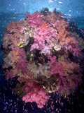 Soft Coral Trees Balloons to Feed in the Strong Food Rich Current