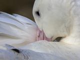 A Wandering Albatross Preening