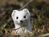 Short-Tailed Weasel (Mustela Erminea) in Winter Coat  Germany