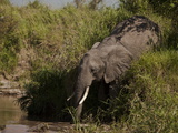 An African Elephant  Loxodonta Africana  Drinking