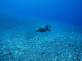 A Galapagos Sea Lion  Zalophus Wollebaeki  Feeding on Salema Fish