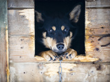 A Sled Dog in His Dog House